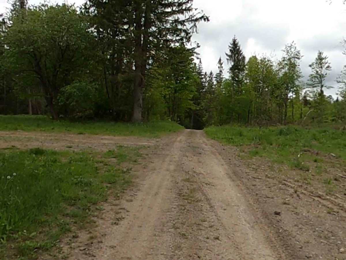 Lewis County Area A - Green Trail trail photo