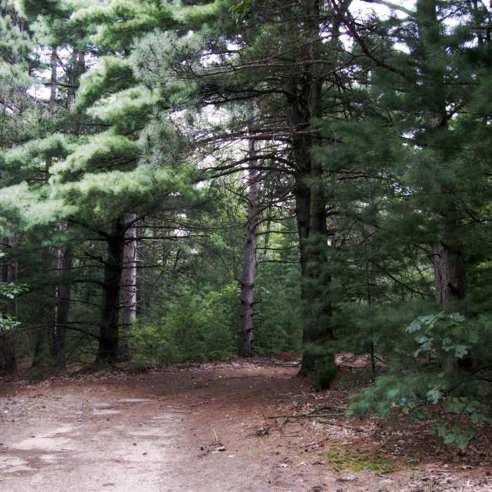 08ncTrail_2462" by Michelle Caldwell (https://tinyurl.com/yx2seeha), Flickr licensed by Public Domain, CC0 1.0 (https://creativecommons.org/publicdomain/zero/1.0/) Near Graves Overlook Loop