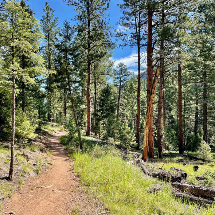 Near Colorado Trail Segment 3