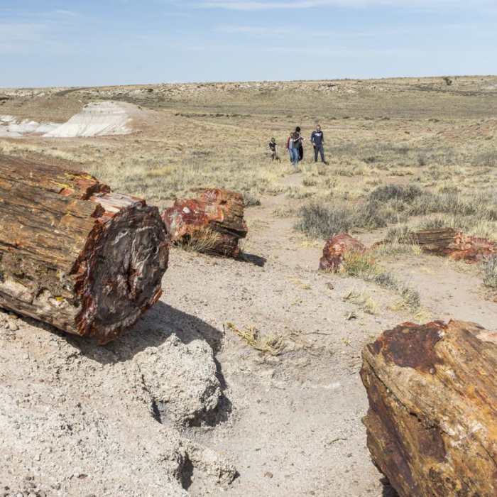 Near Jasper Forest Road Near Jasper Forest Road