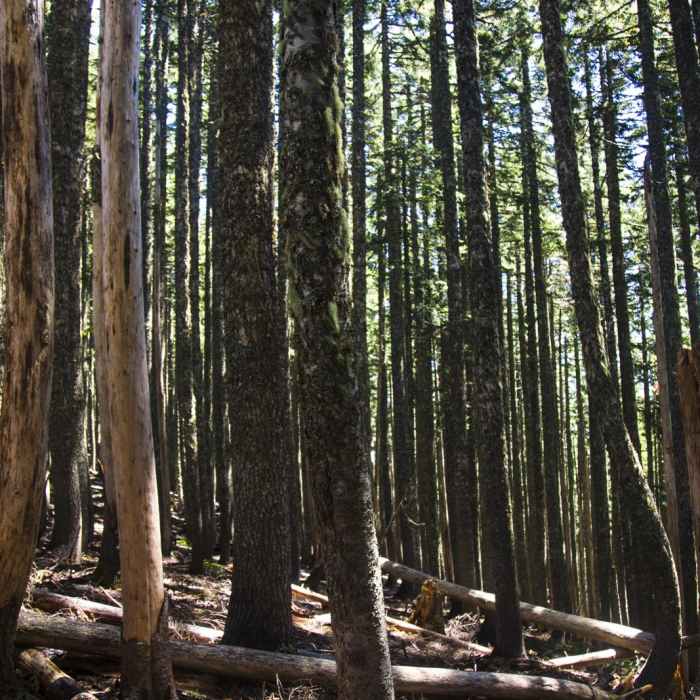 Near Soda Peaks Lake