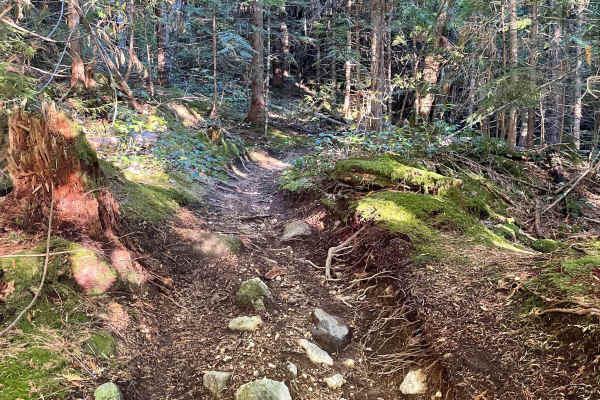 Deep Woods - Skidder Connector