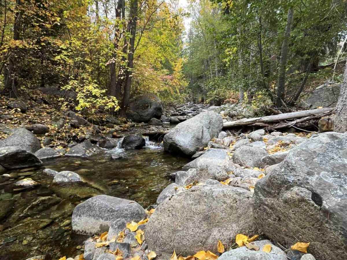 North Fork Gold Creek photo 3