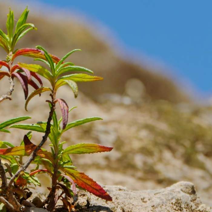 Near Novato Hill Climb
