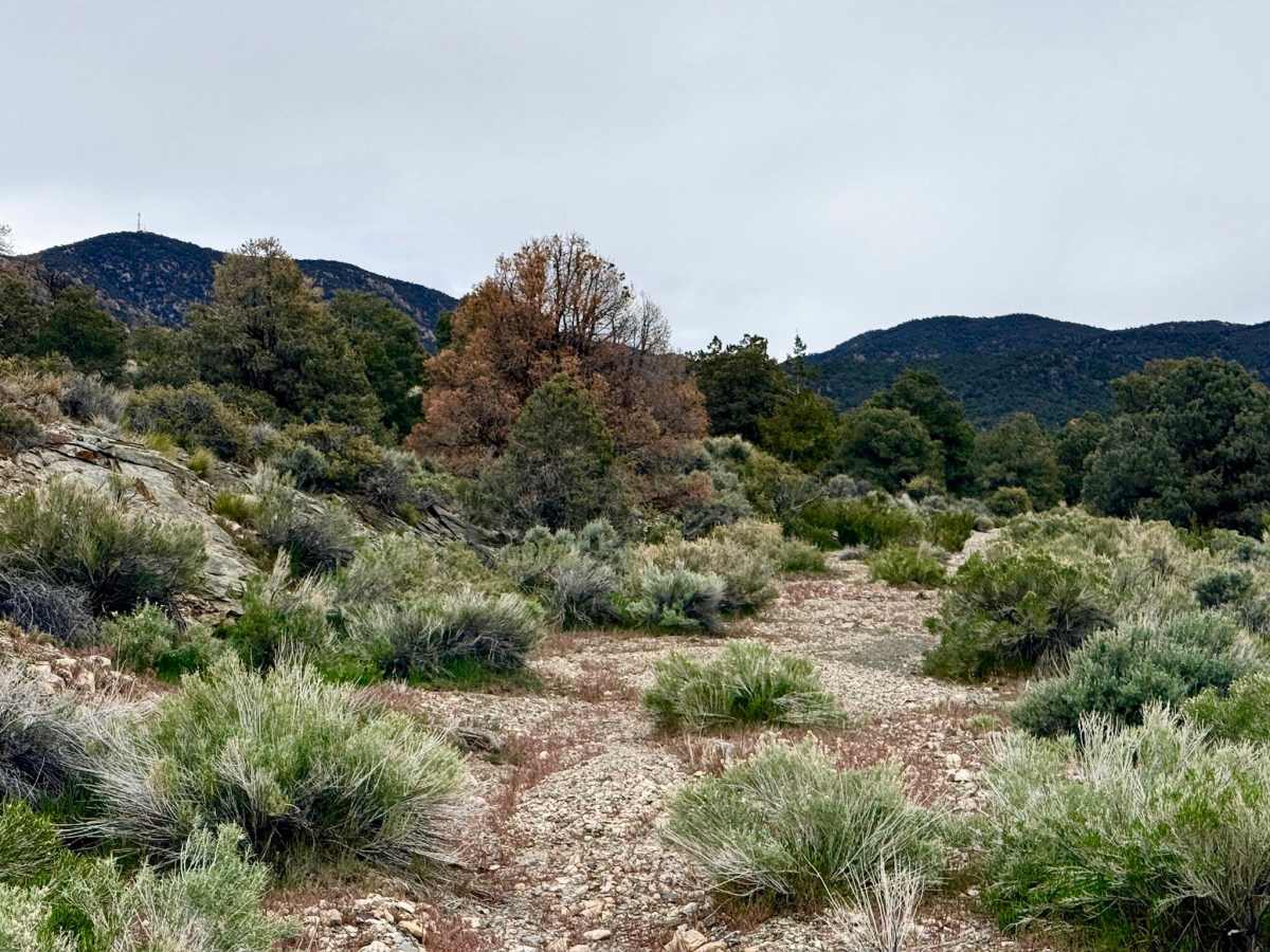 Trails Access Road - FS 44526A photo 3
