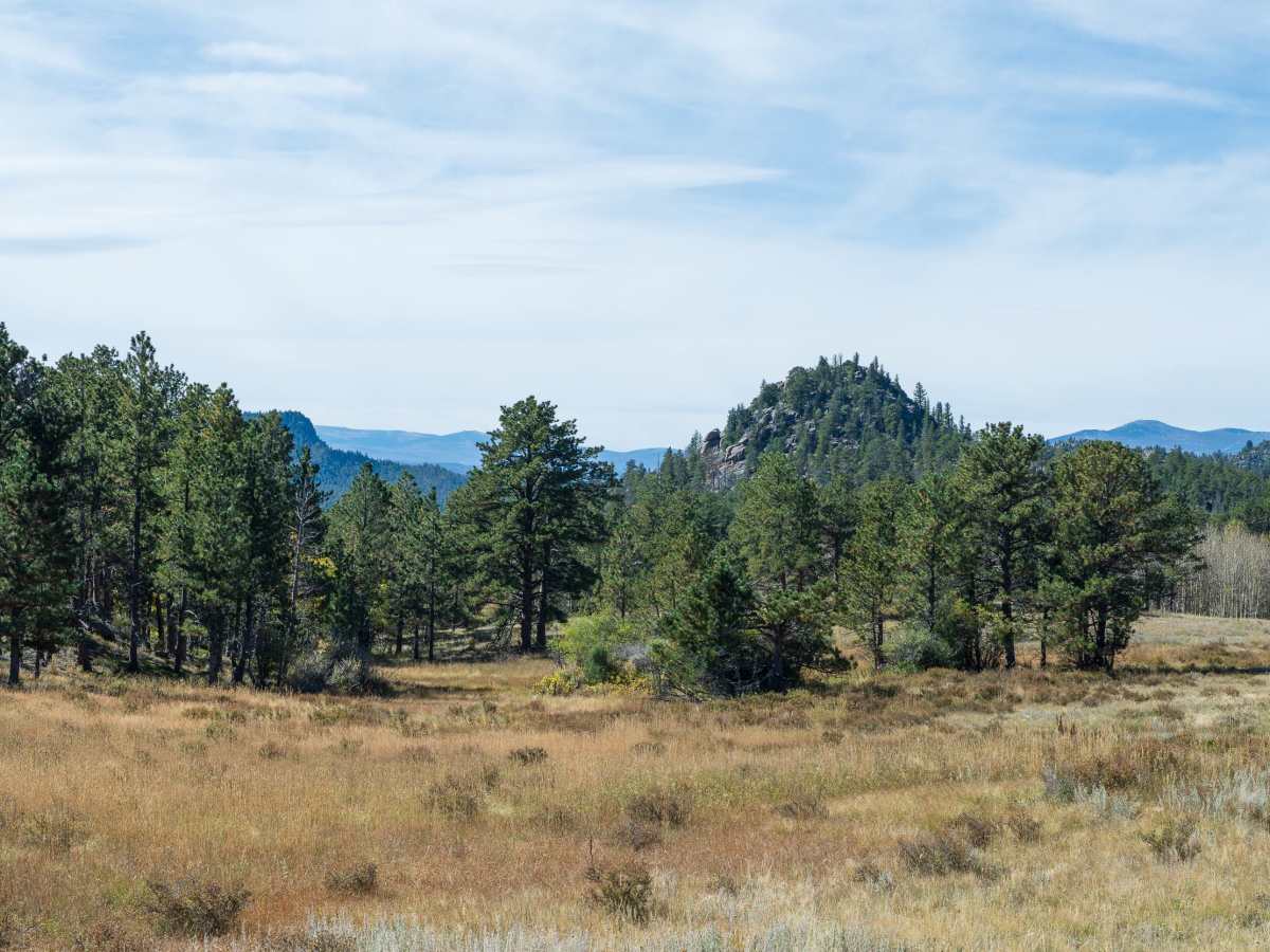 Forest Service Road 181C photo 3