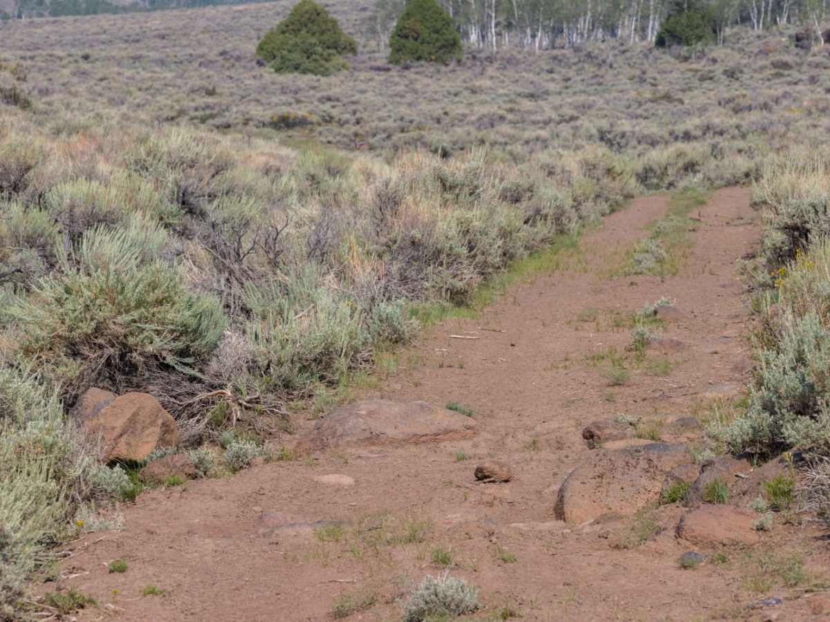 Row of Pines trail photo