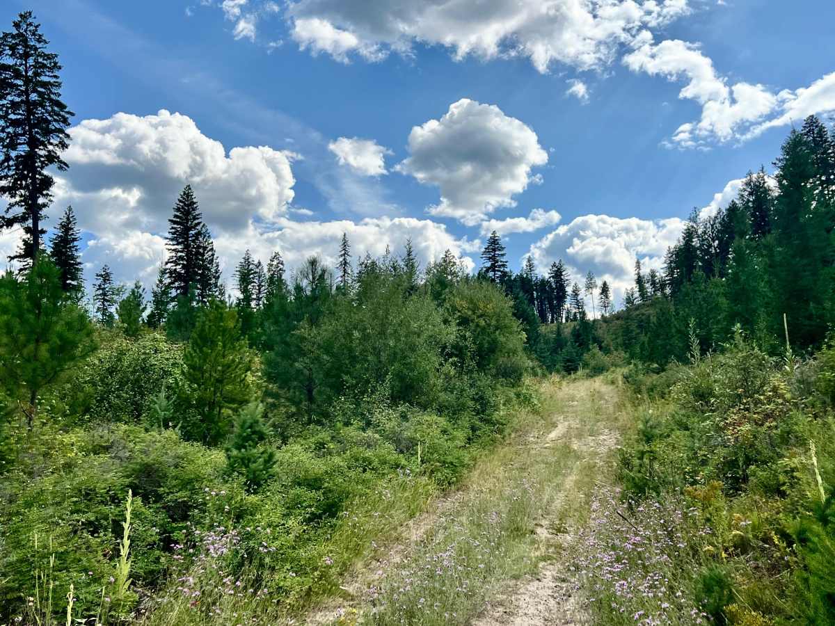 Gold Creek photo 4