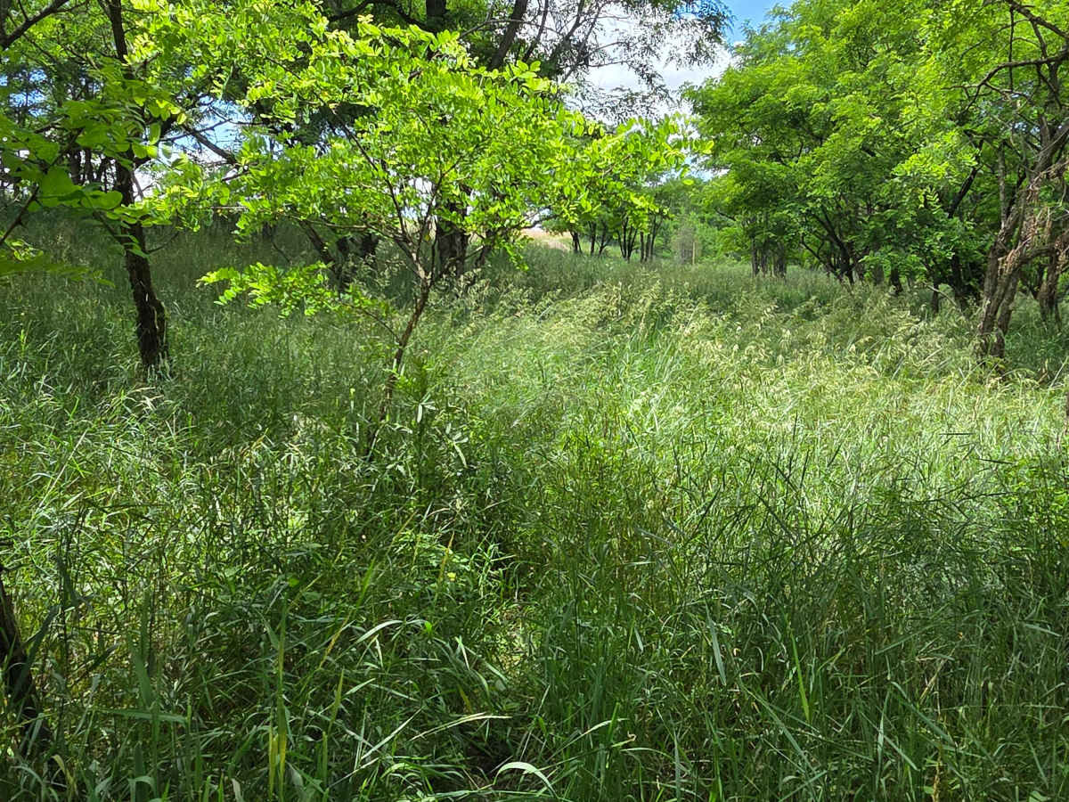 Single Track VV photo 4