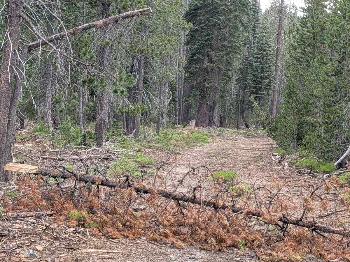 Table Top - FS 43N37 trail photo