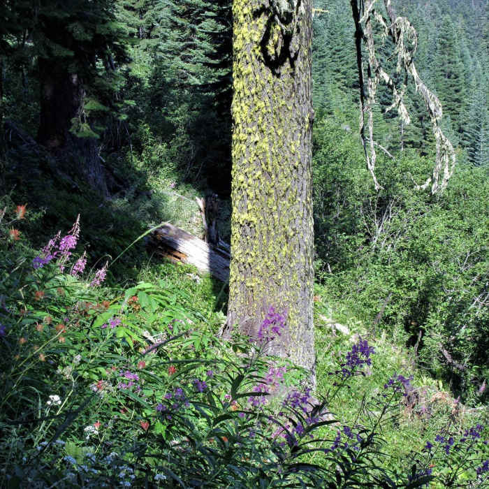 Near Bull Gap Trail #1017