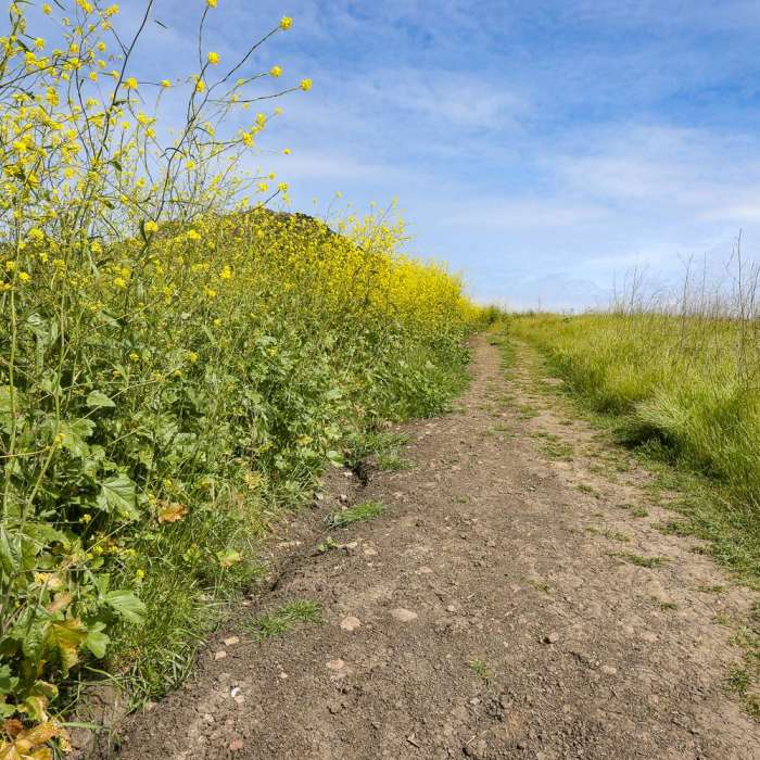 Near Bishop Peak via Foothill Boulevard