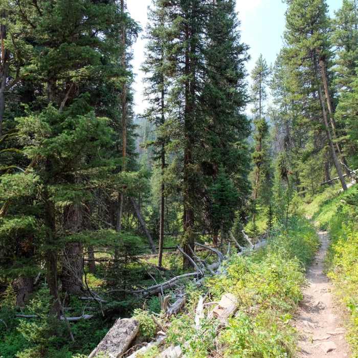 Near Cinnamon Mountain Lookout