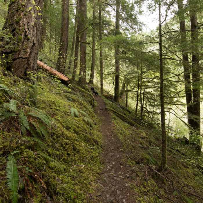 Near Lower + Upper Parker Falls