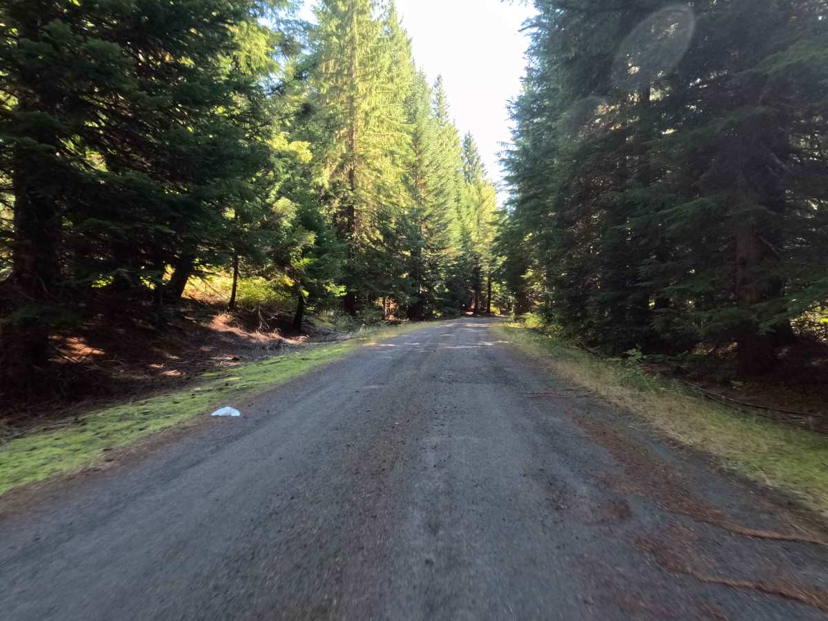 West Pine - FS 8300380 photo 3