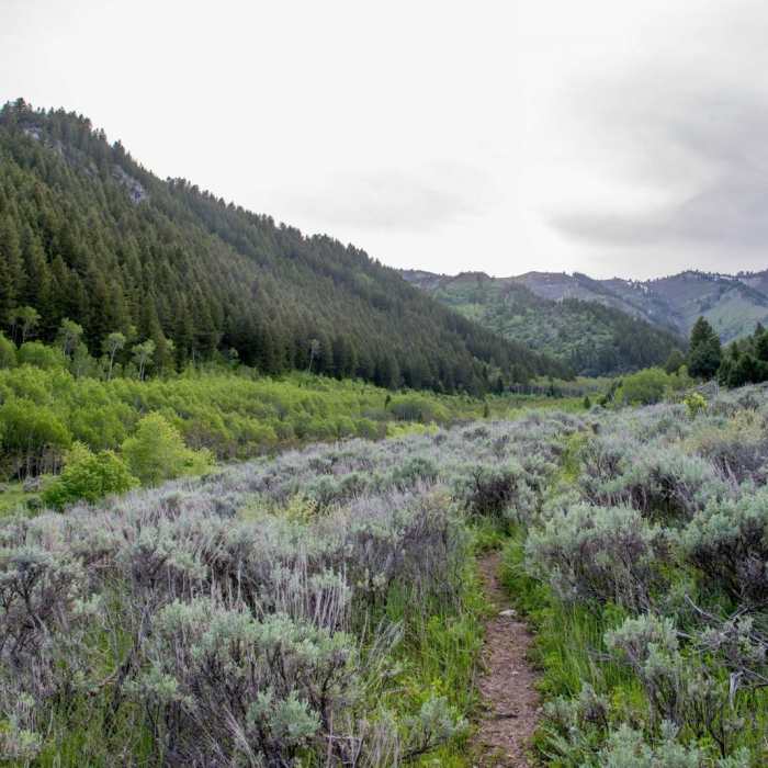 Near Wood Camp Hollow