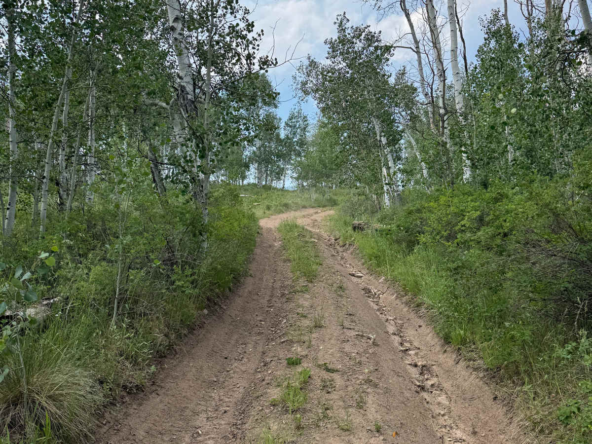 FS 519 photo 5