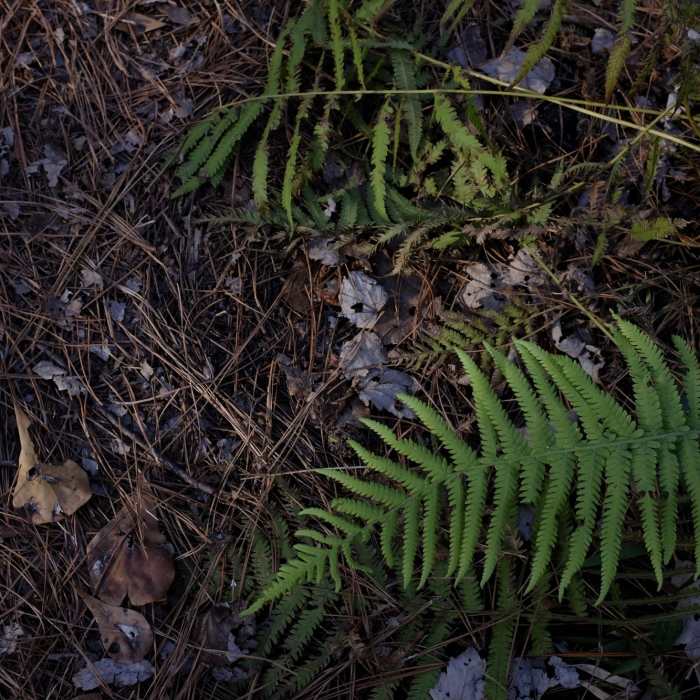 Near Island Trail
