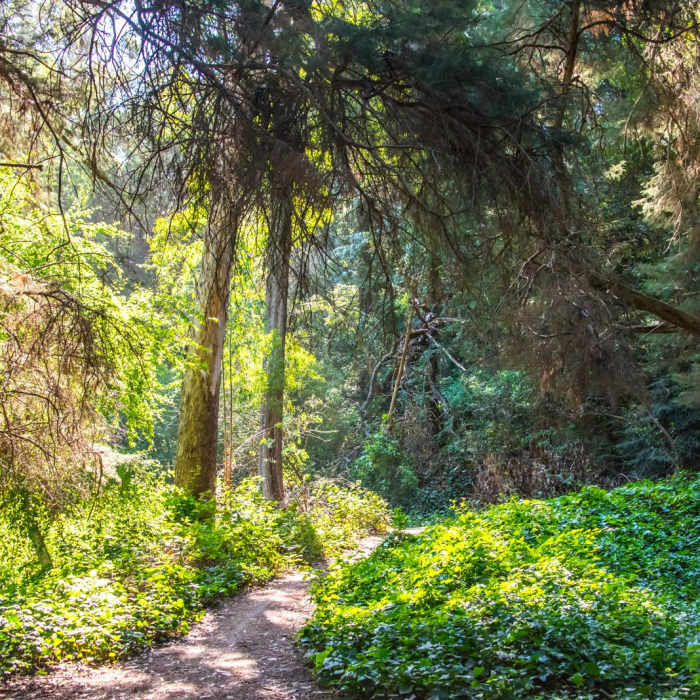 Near Joaquin Miller Park Loop