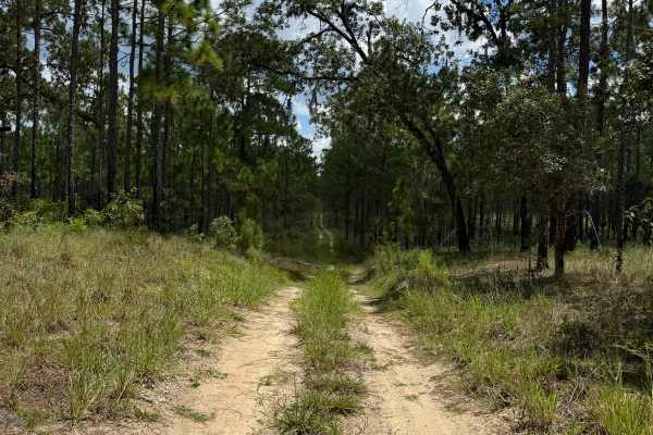 Trail 12 - Citrus WMA