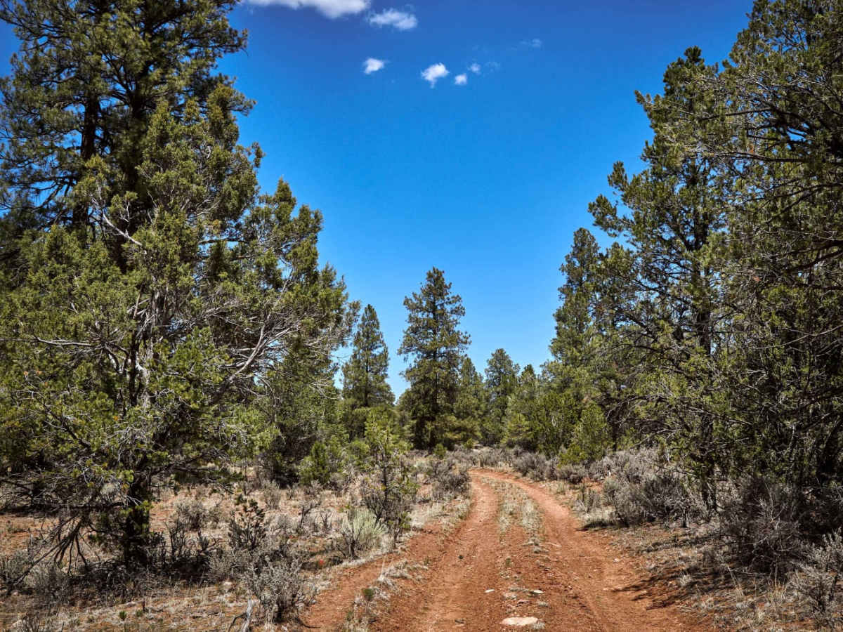 Cowpie Cowboy Trail photo 3