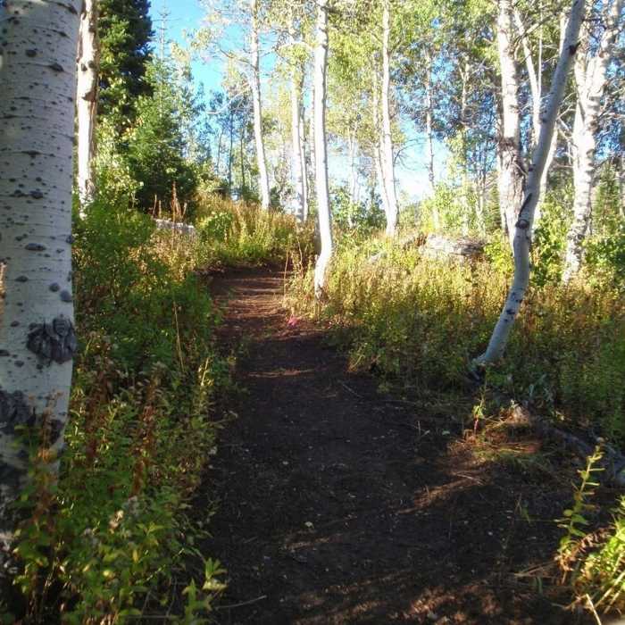 Near Quakie Ridge
