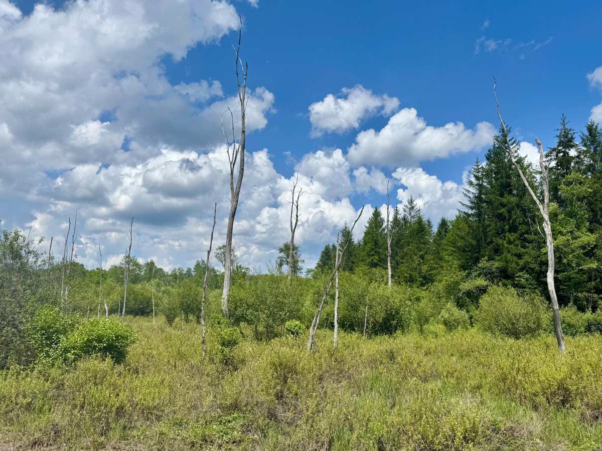 Owls Nest Road - FS 136 photo 6