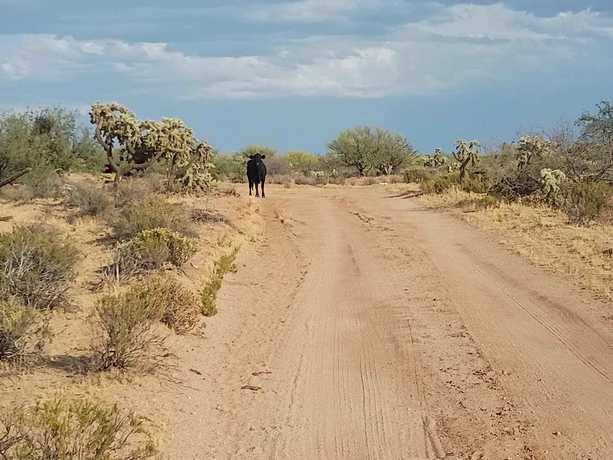 Crisis Trail photo 2
