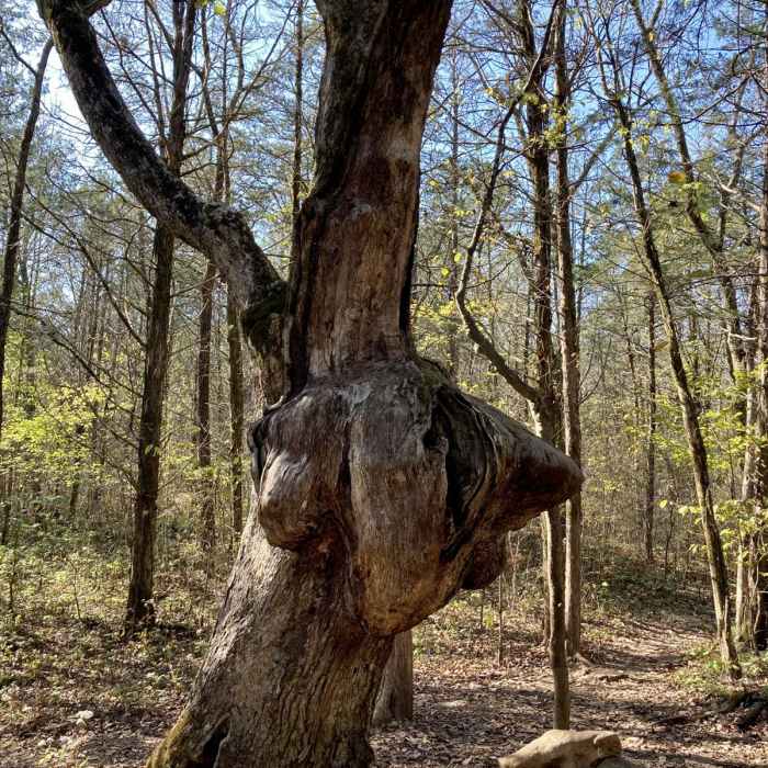 Near Hidden Springs Trail