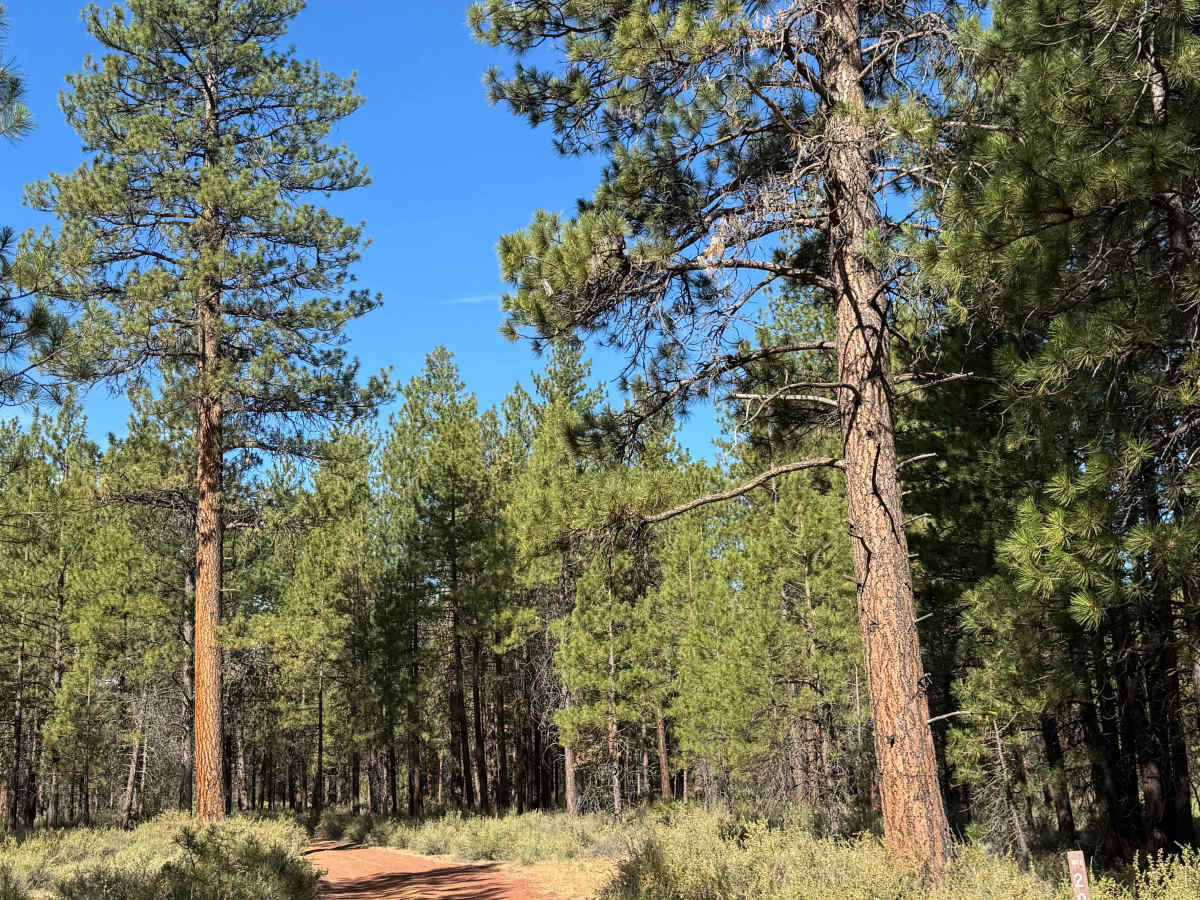 FS 1012-200 trail photo