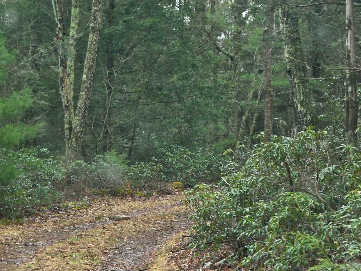 Tea Knob Trail photo 5