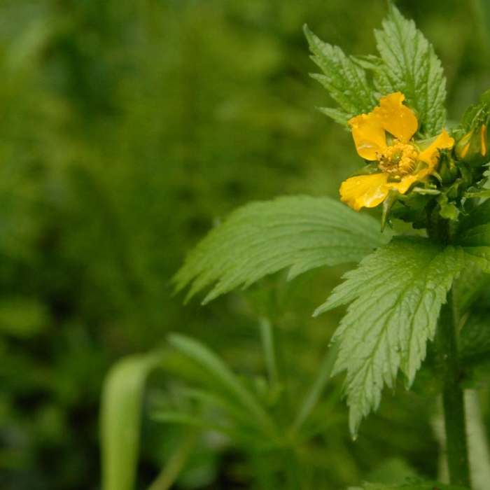 Near Wild Cherry Trail Loop