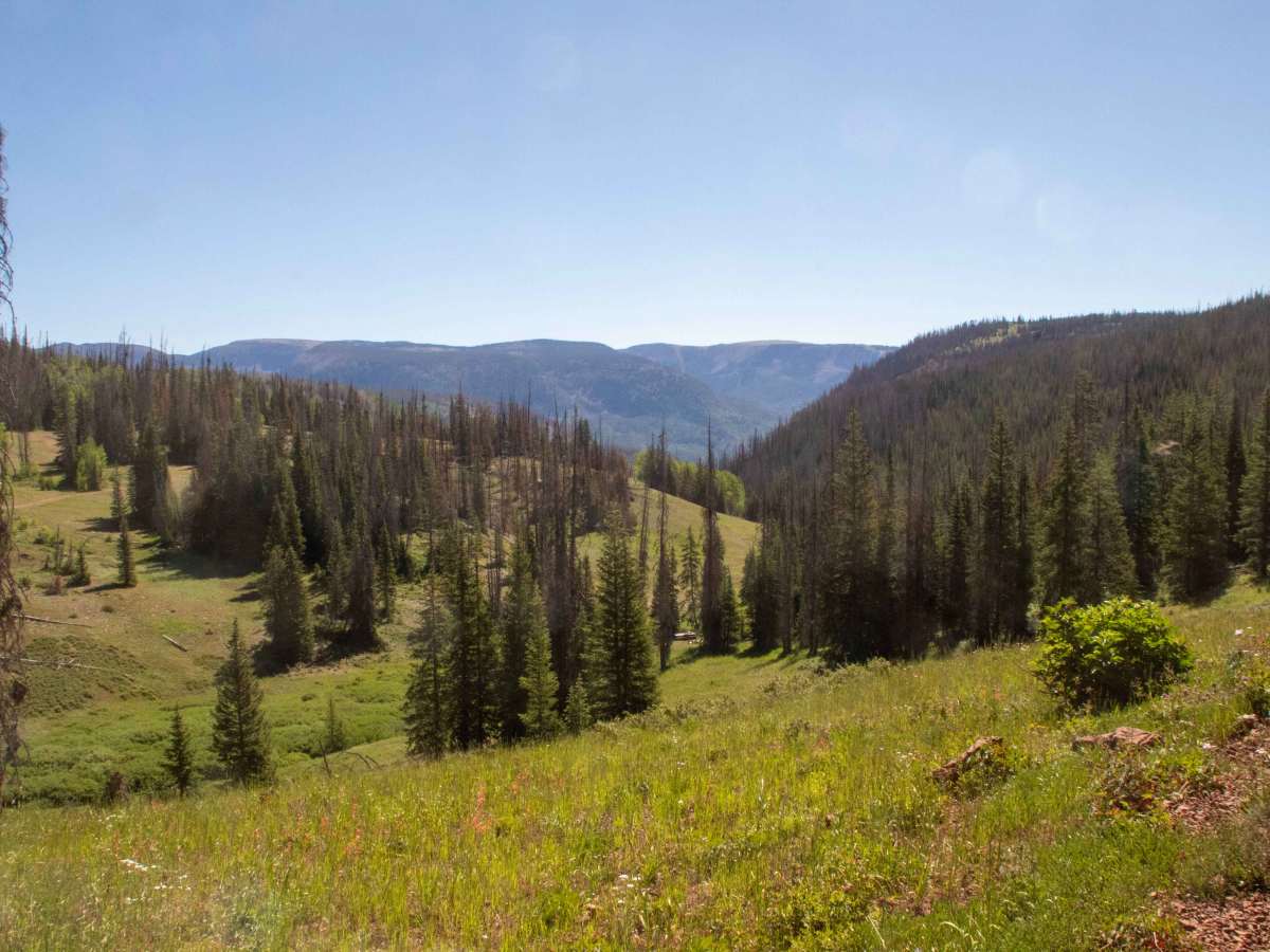 Soapstone - FR70304 trail photo