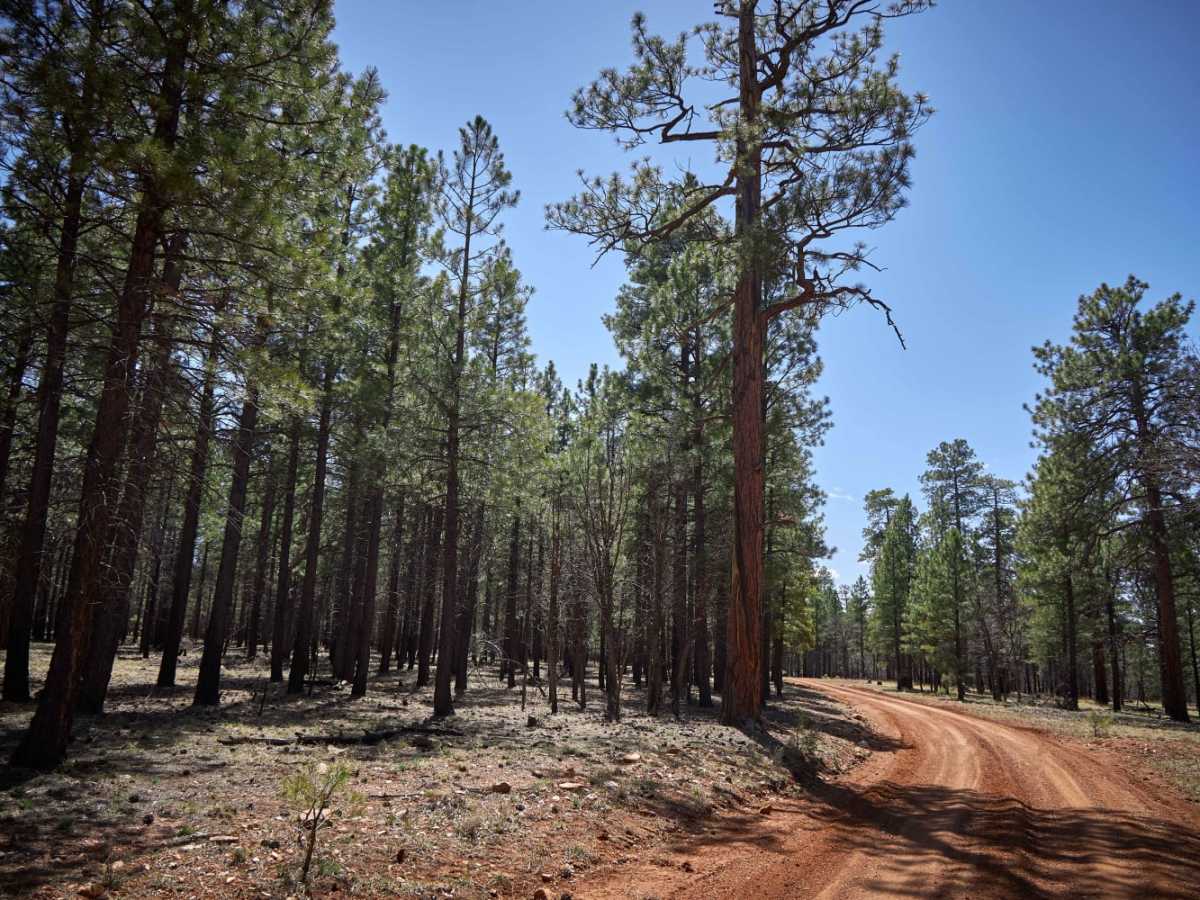 Rim Trail Road photo 5