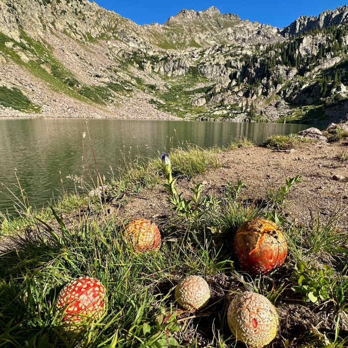 Near Pitkin Creek Trail