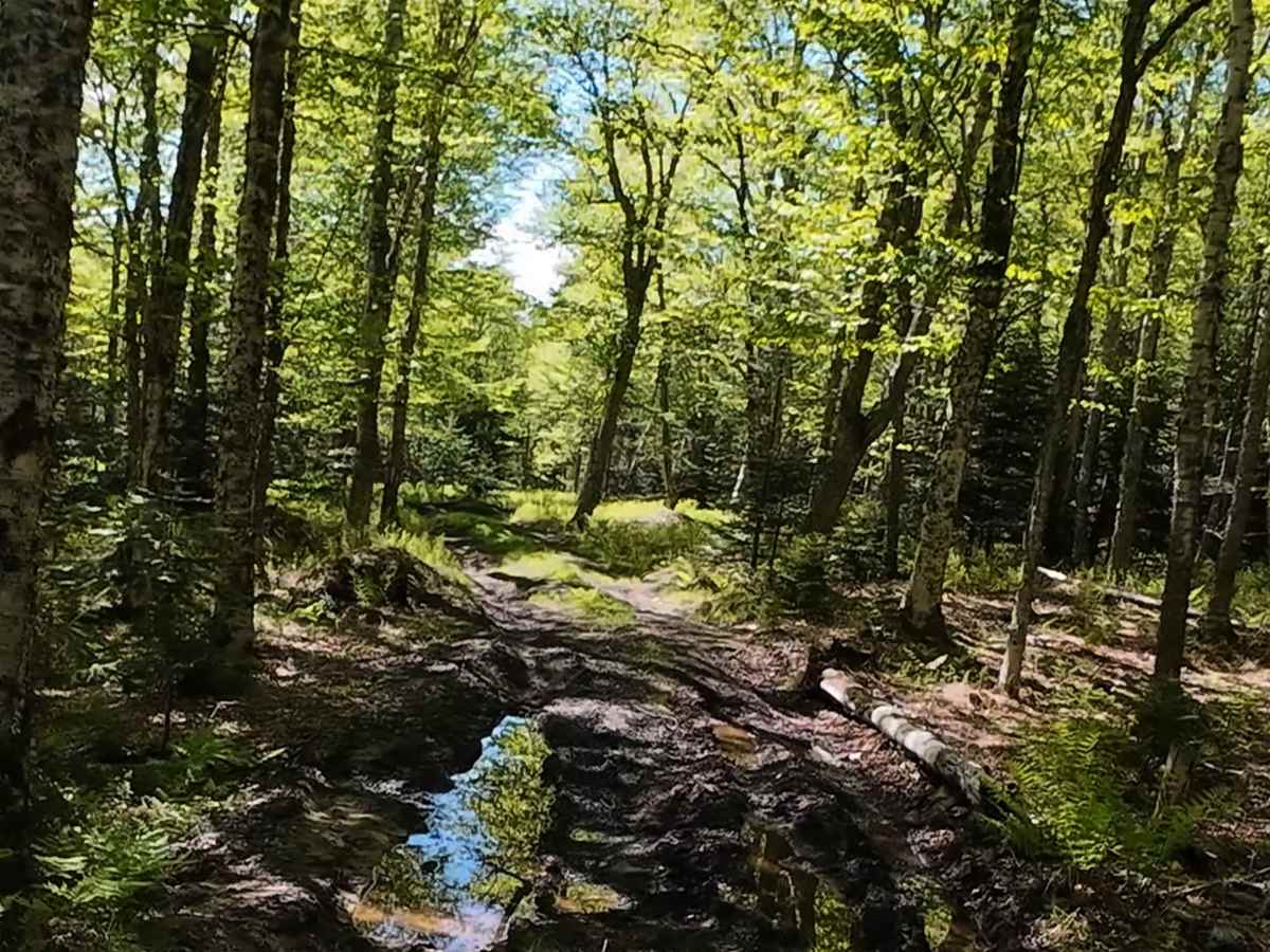 Beaumont Horseshoe Trail trail photo