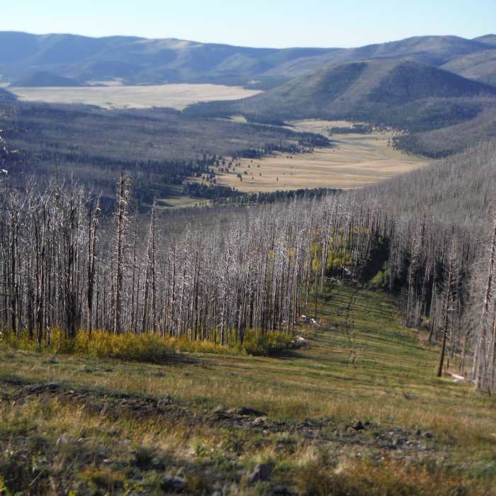 Near Pajarito Mountain Loop