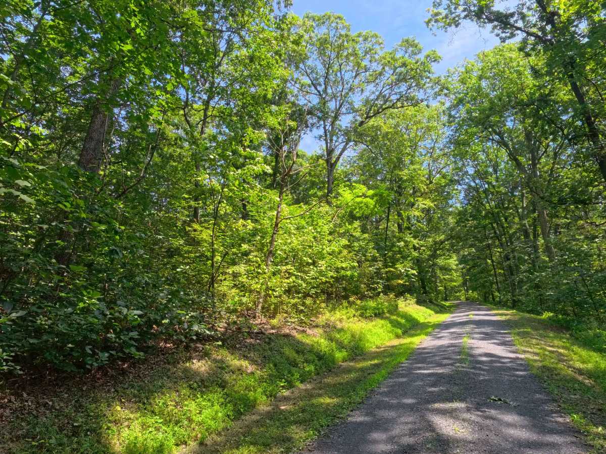 Mule Road trail photo