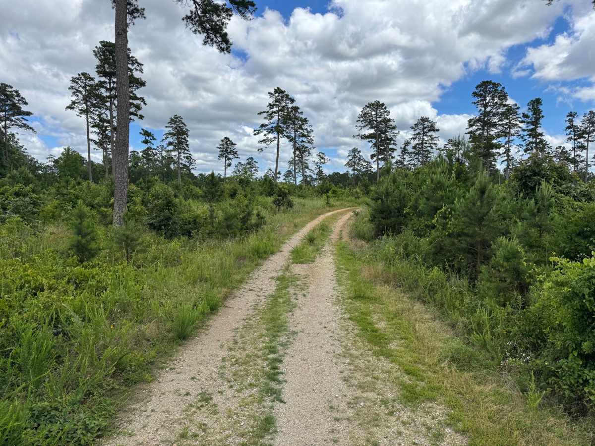 Mauldin Spur trail photo