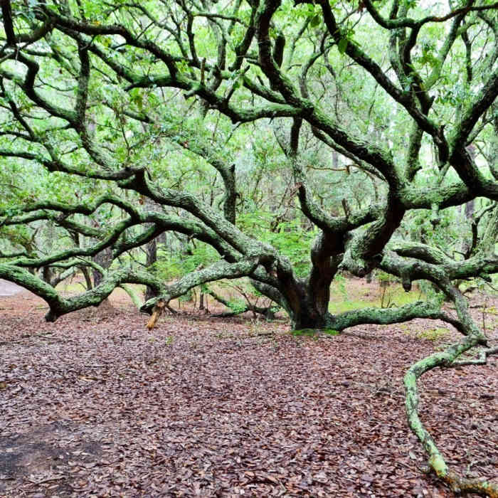 Near Currituck Banks Maritime Forest Trail & Boardwalk