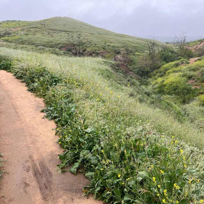 Near Sycamore Canyon