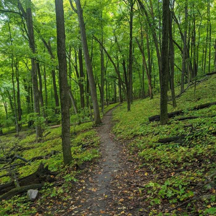 Near Ice Age Trail: Loew Lake Segment