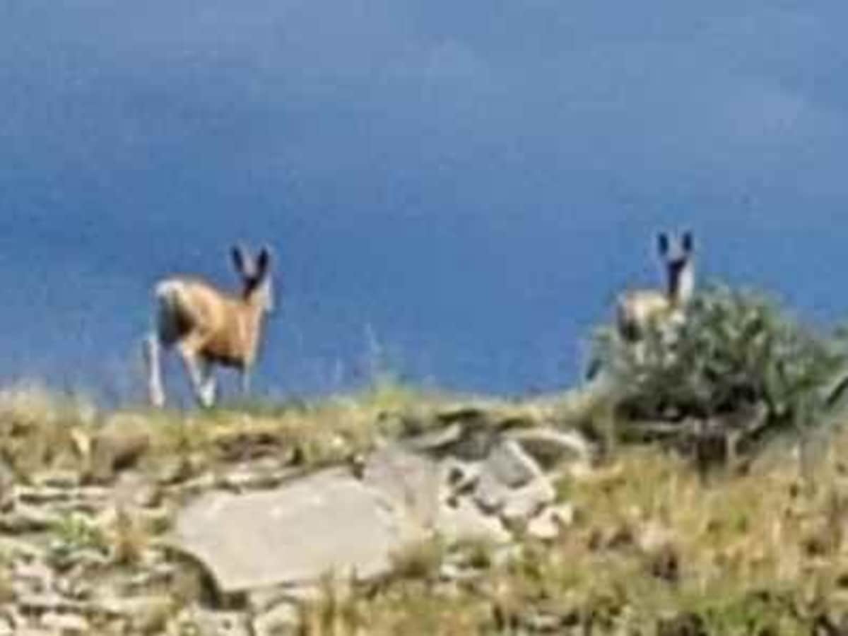 Where the Deer and the Antelope Play photo 3