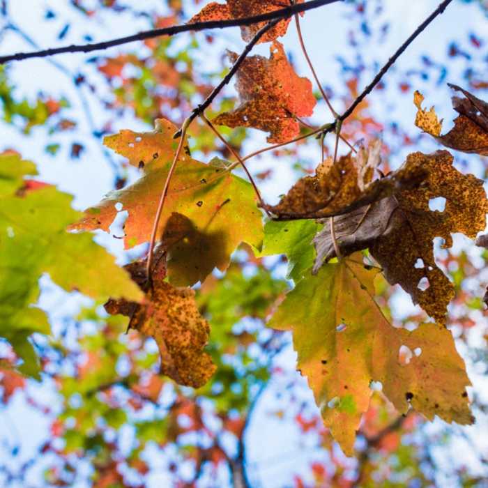 Near Trombatore Trail Near Trombatore Trail