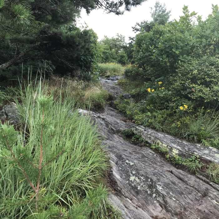 Near Alligator Rocks to Bluff Mountain