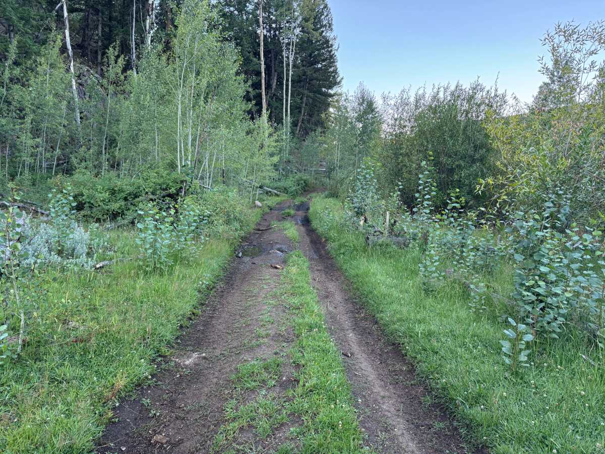 Alder Road photo 3
