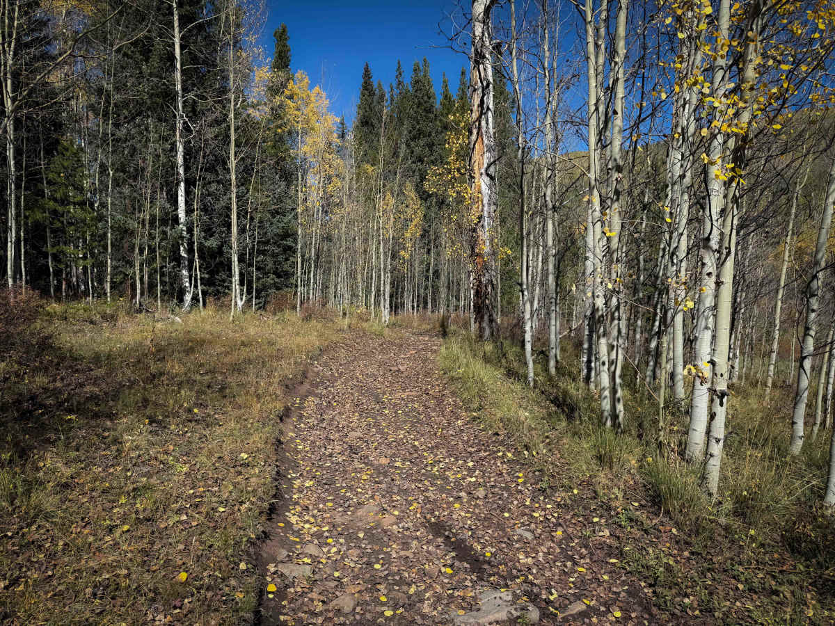 Beaver-McIntyre Trail - FS 472  photo 6