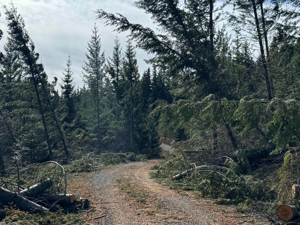 Larch Mountain Road photo 6