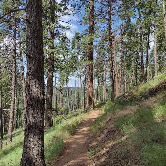 Near Mineral Ridge National Recreation Trail