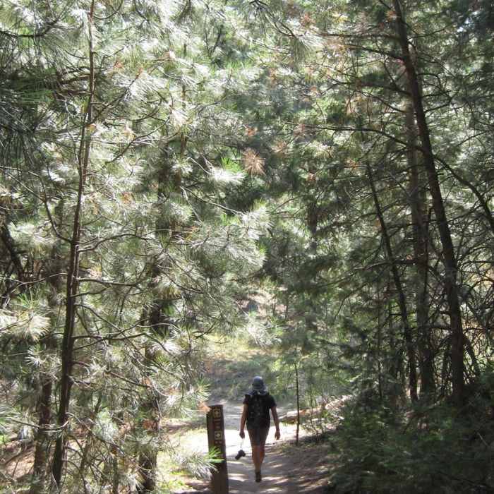 Descending through forest from Stack Rock. Near Upper Stack Rock Trail